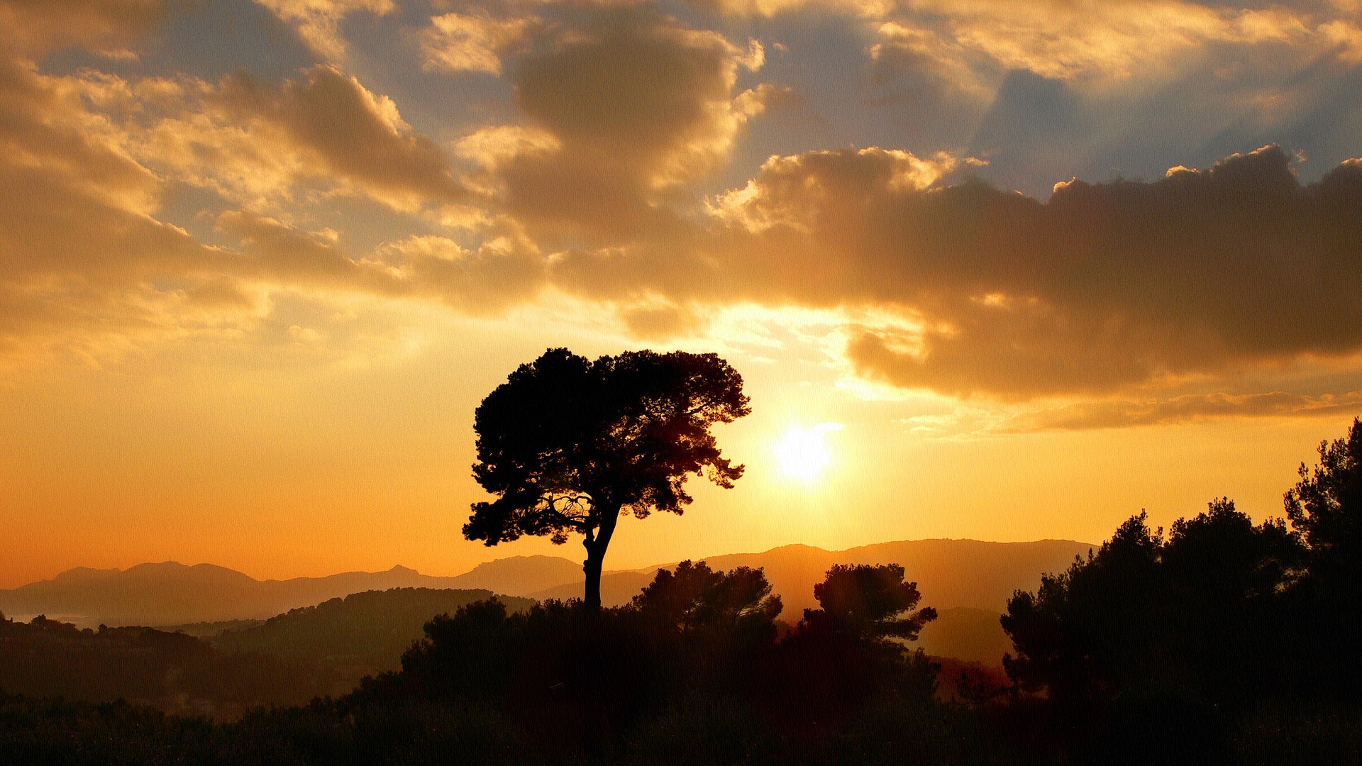 Silhouette of a tree against a sunset sky HD Wallpaper