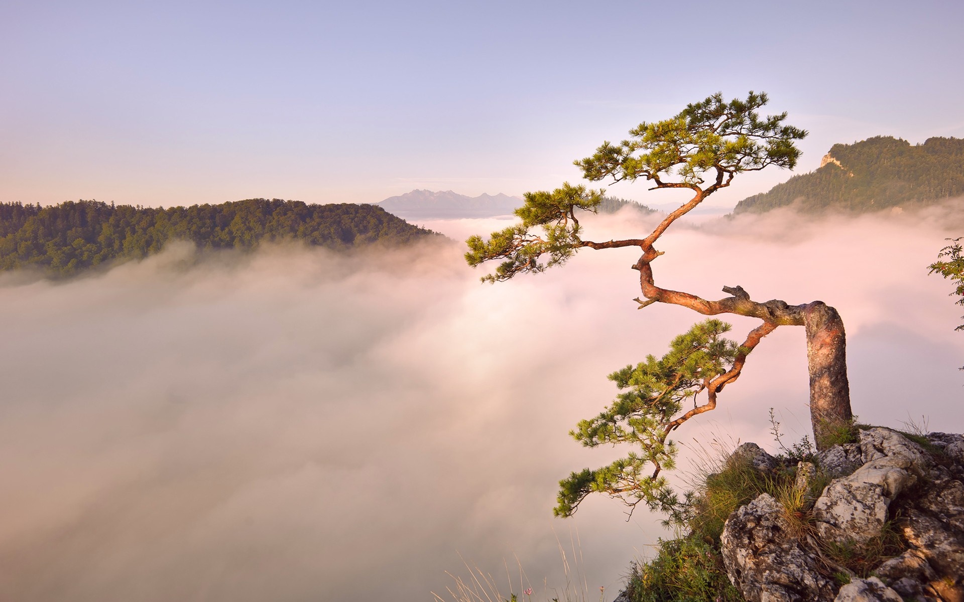 Pine tree on a cliff overlooking foggy mountains at sunrise HD Wallpaper
