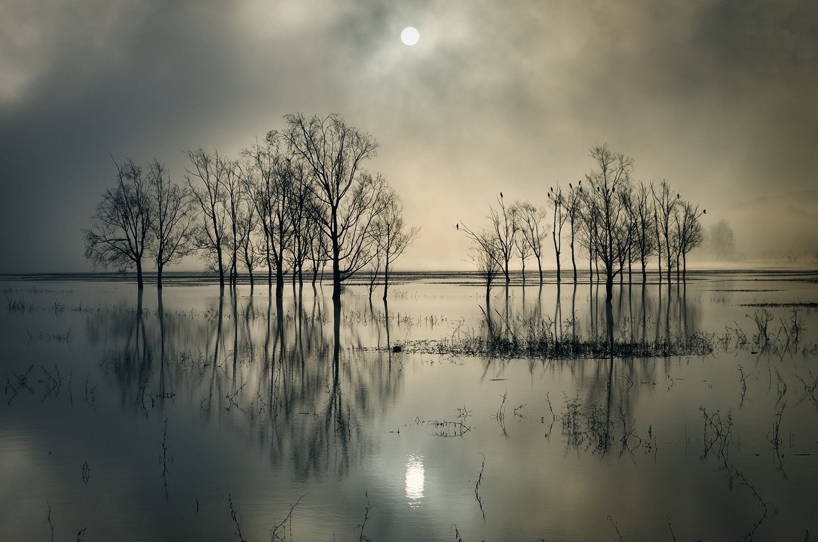 Bare trees reflected in flooded landscape under misty sky HD Wallpaper