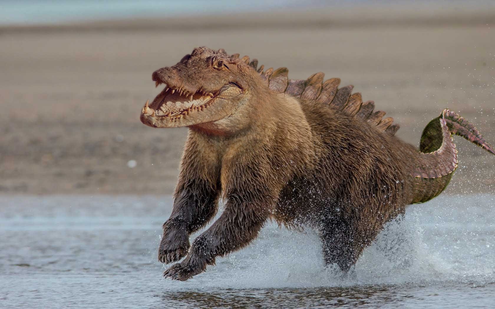 Bear-crocodile hybrid running through water HD Wallpaper