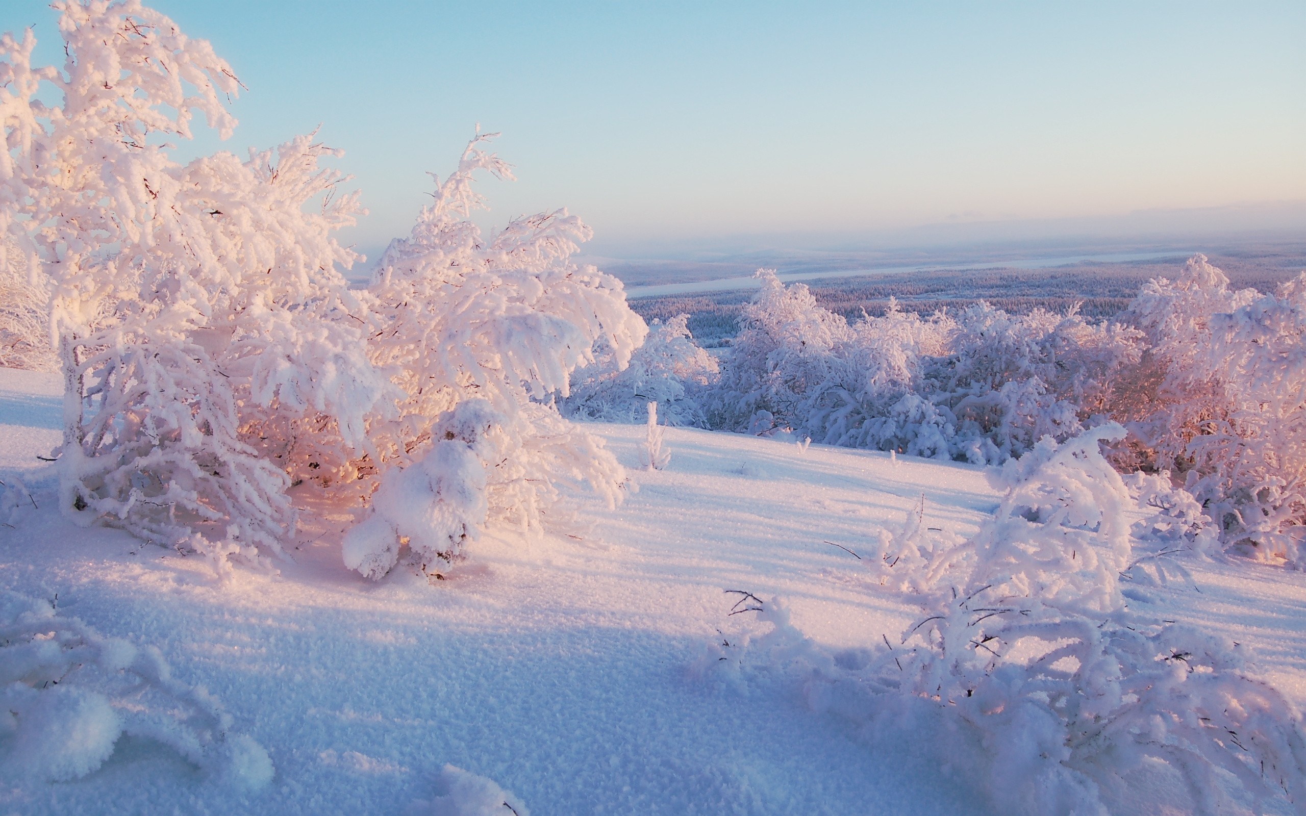 Snow-covered trees on a hill at sunrise HD Wallpaper