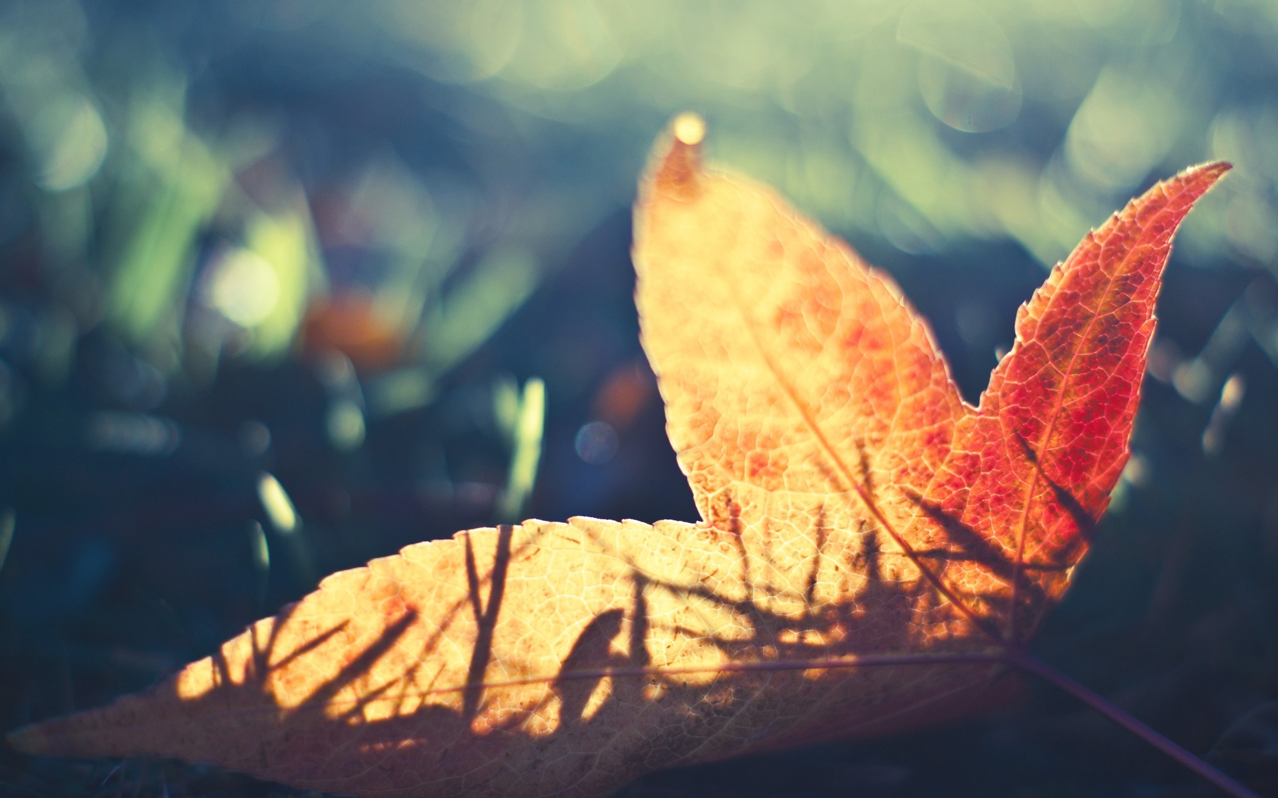 Close up of a backlit autumn leaf with shadow HD Wallpaper