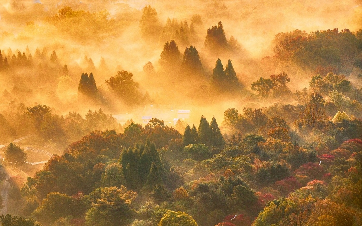 Misty forest landscape at sunrise with sun rays HD Wallpaper