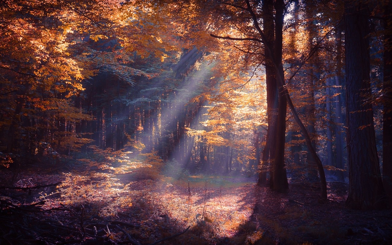 Sunlight filtering through autumn forest trees with mist HD Wallpaper