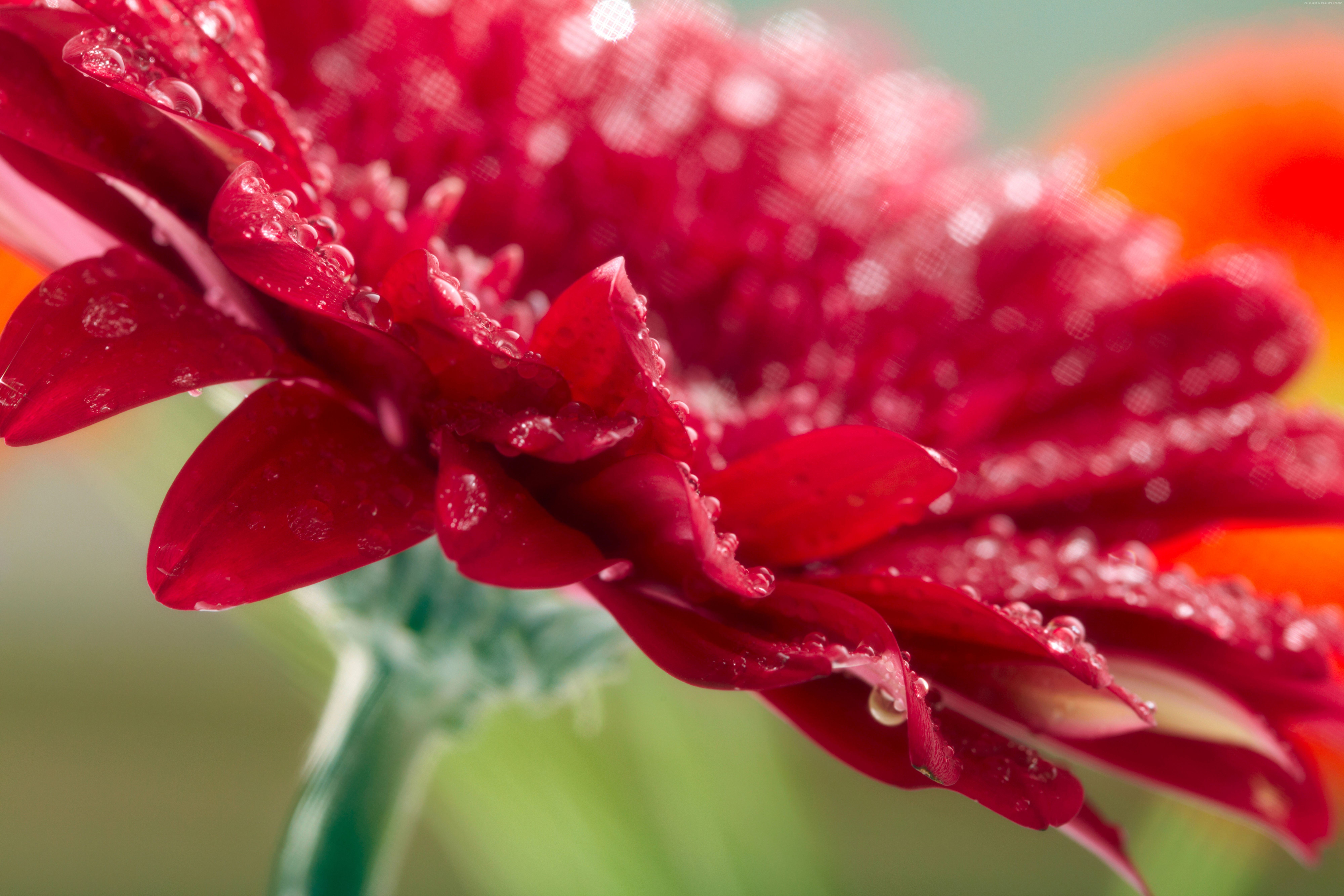 Red Gerbera flower with water drops HD Wallpaper