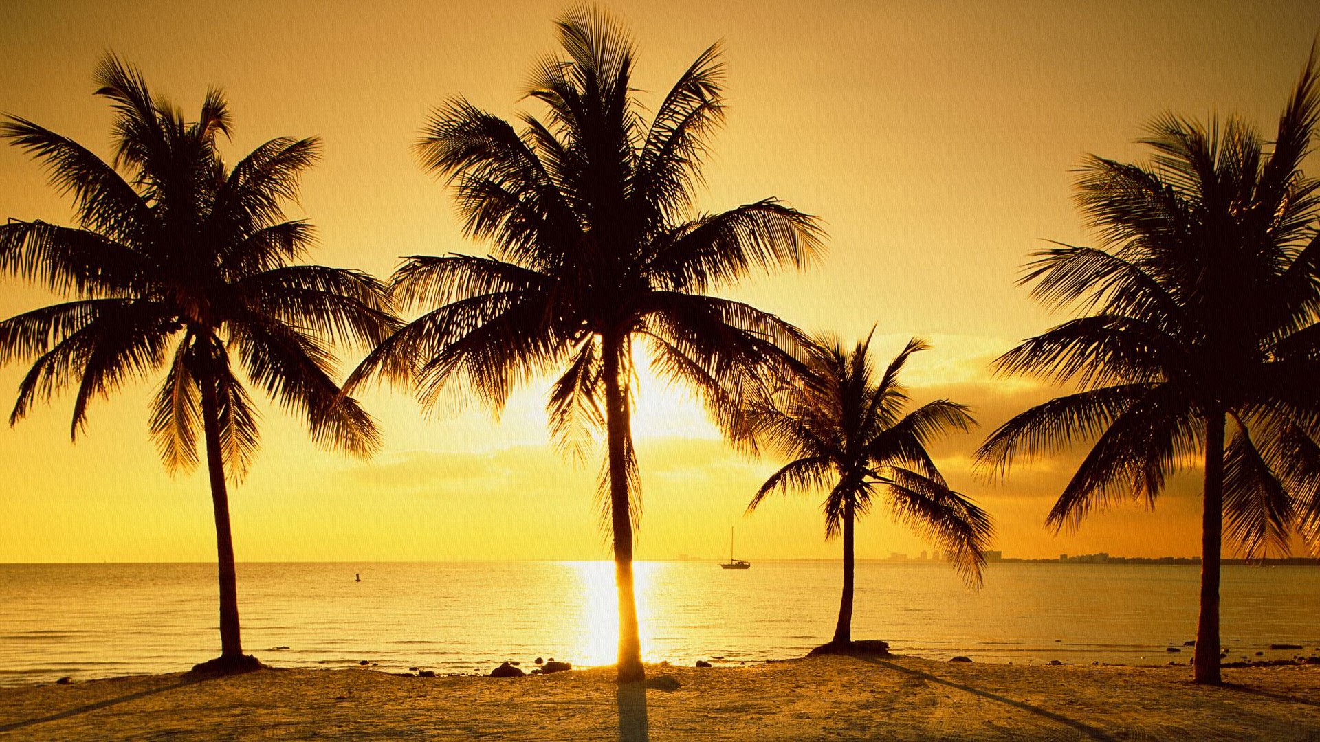 Palm trees on a beach at sunset HD Wallpaper