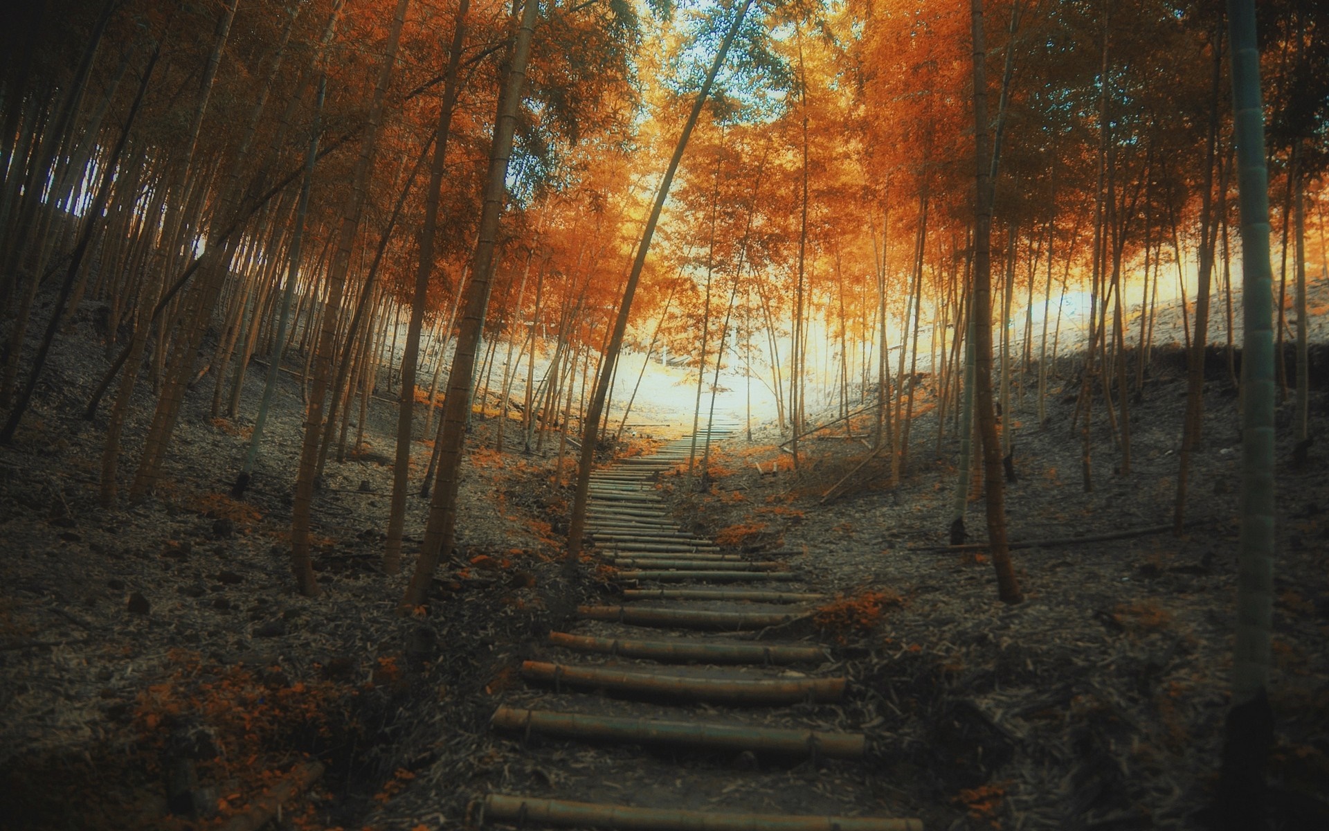 Bamboo forest path with sunlight filtering through trees HD Wallpaper