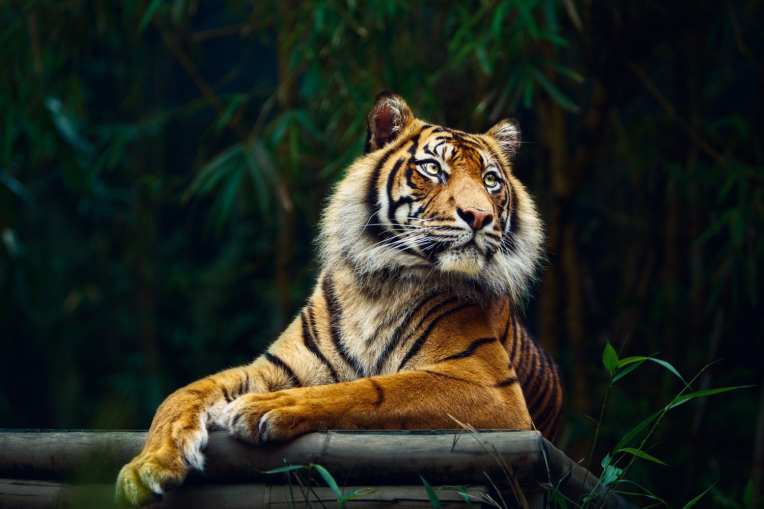 Tiger resting on a wooden beam in a jungle HD Wallpaper