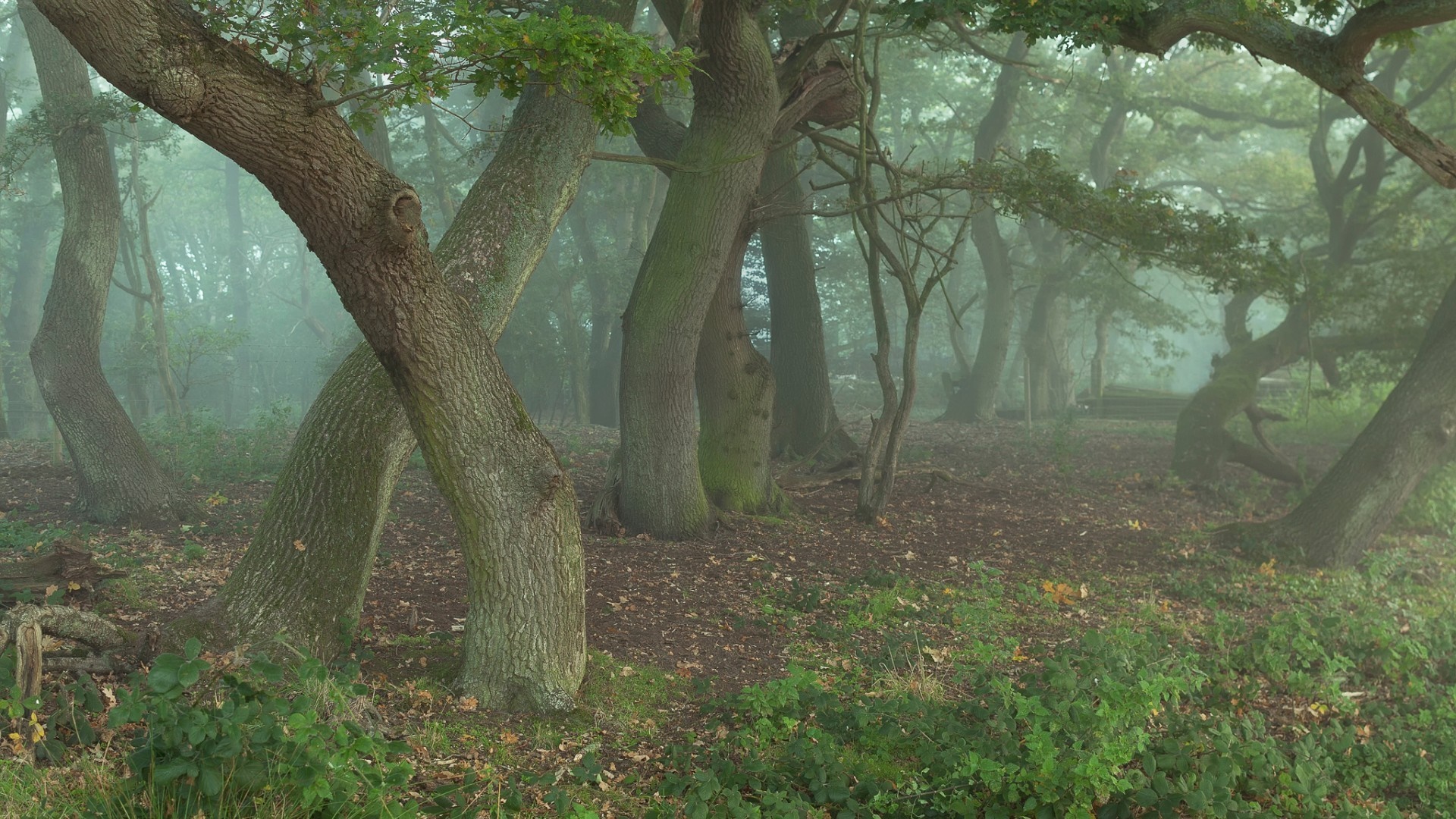 Misty forest with ancient oak trees and green foliage HD Wallpaper