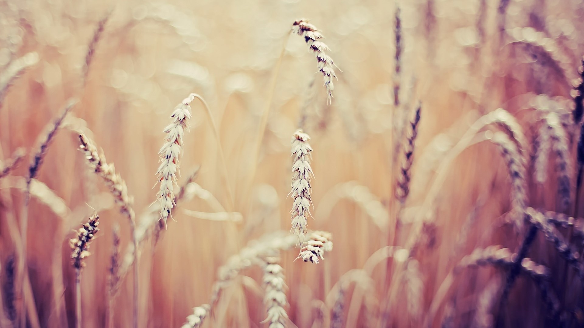 Close-up of wheat stalks in a field HD Wallpaper