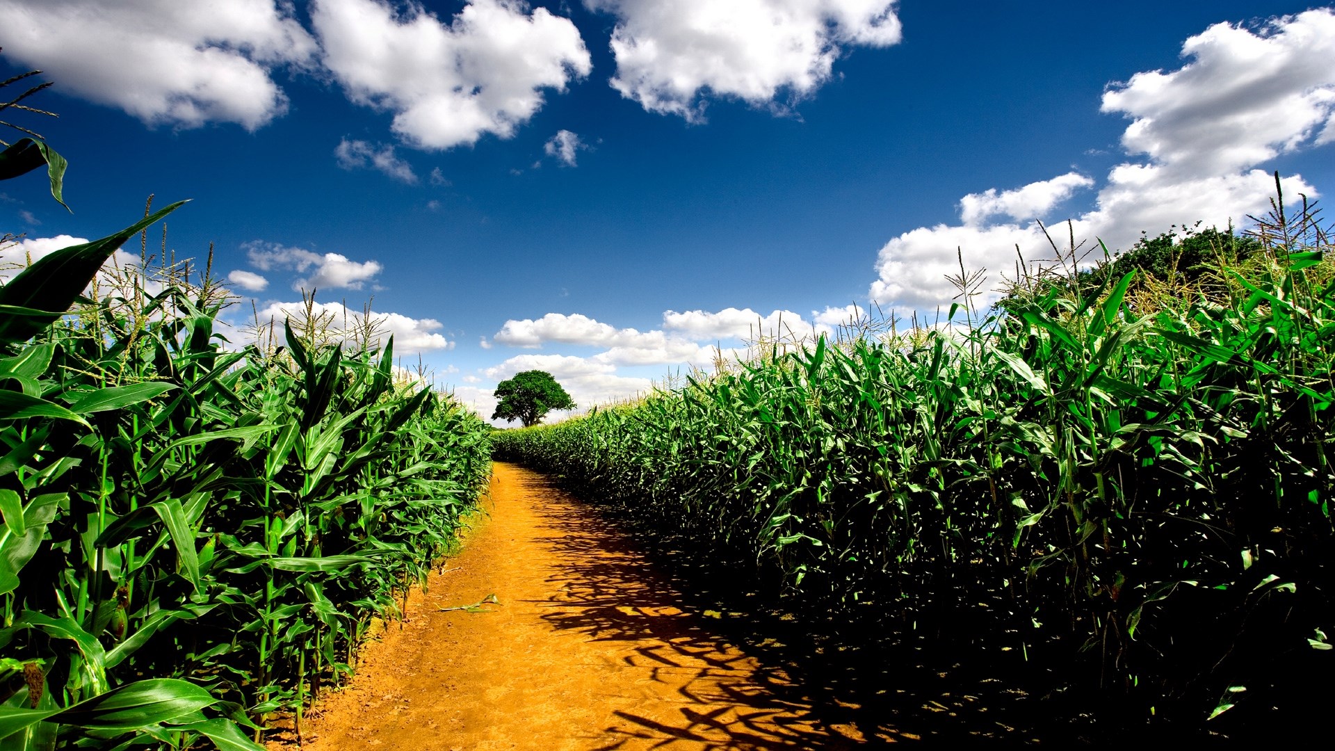 Path through a corn maze with a lone tree HD Wallpaper