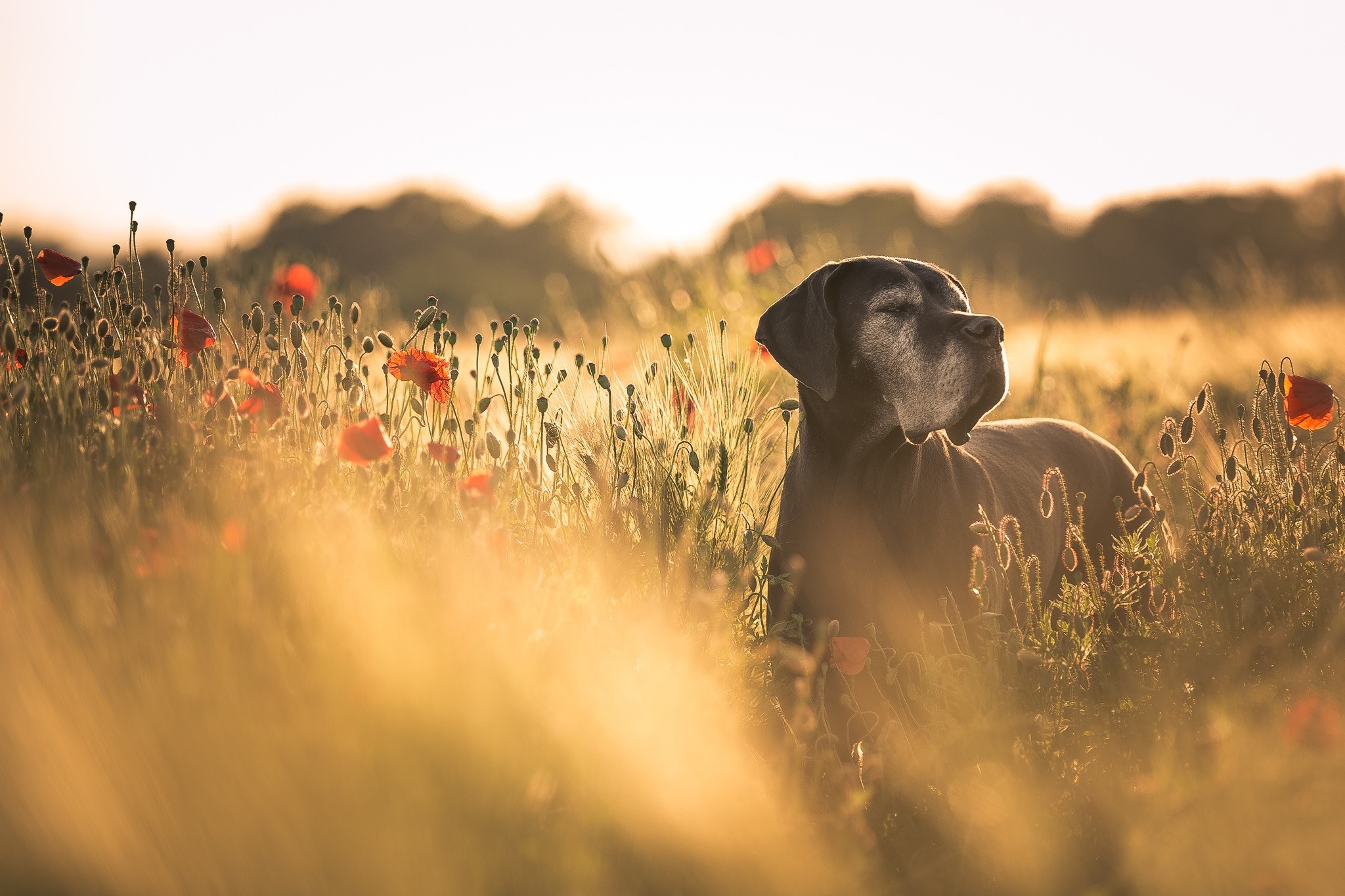 Great Dane dog in a field of poppies at sunset HD Wallpaper