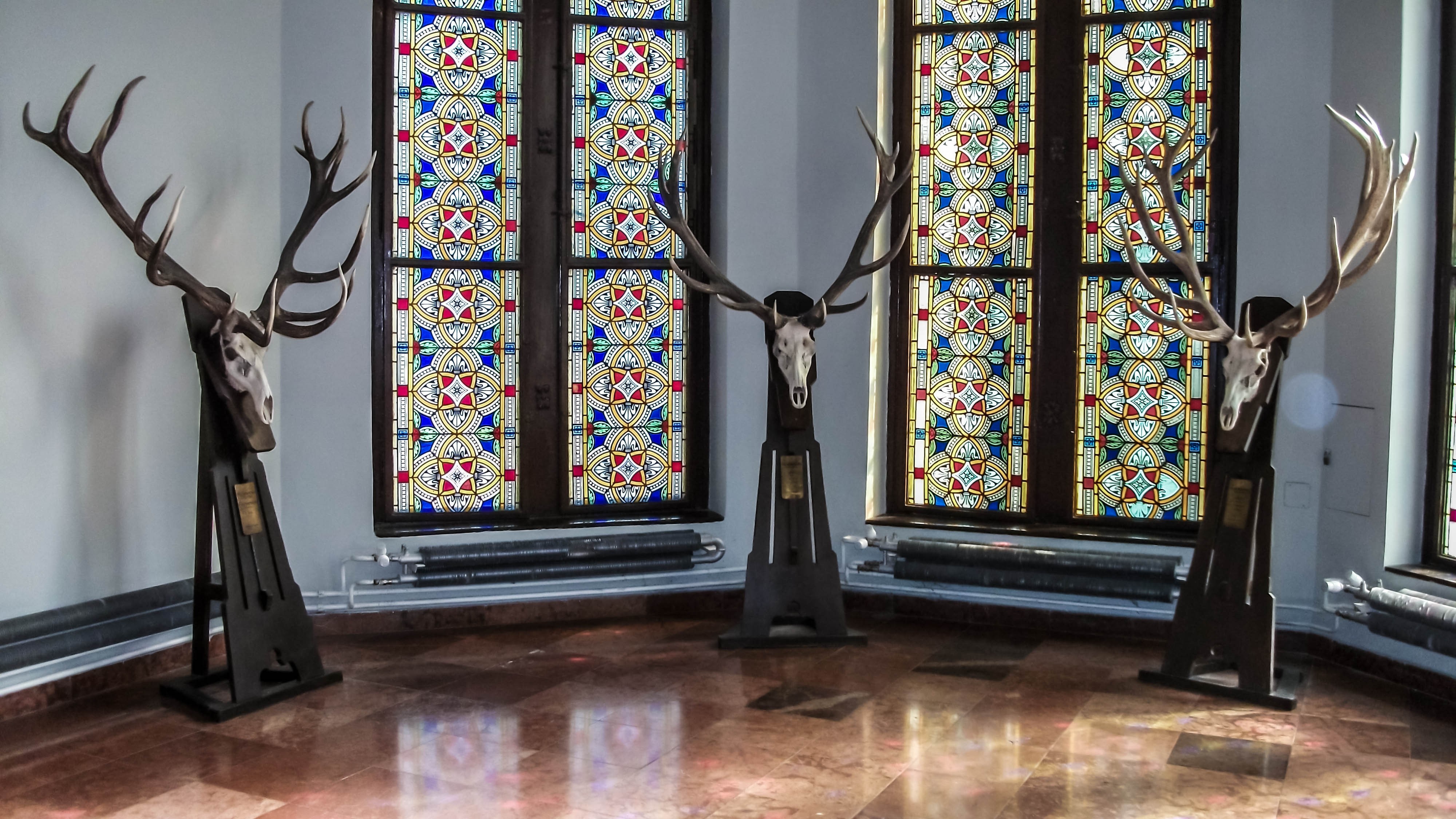 Deer skulls with antlers displayed in a room with stained glass windows HD Wallpaper