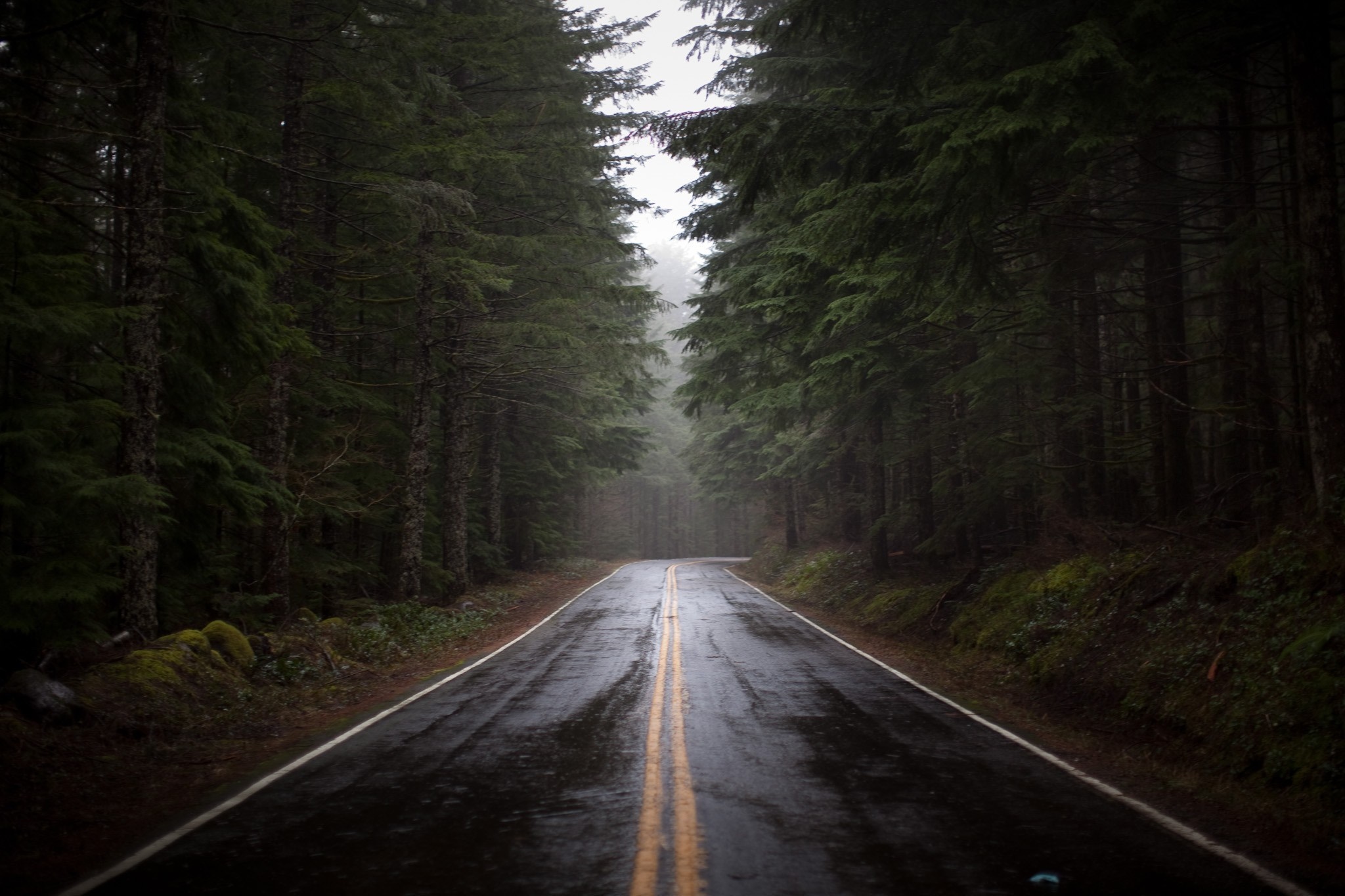Wet road through a misty forest HD Wallpaper