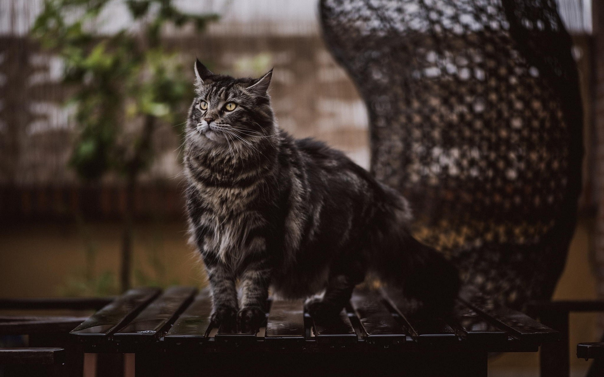 A tabby cat stands on a wooden surface HD Wallpaper