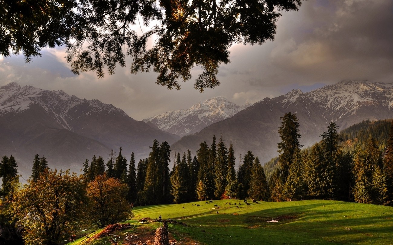 Mountain range with trees and a grassy meadow HD Wallpaper