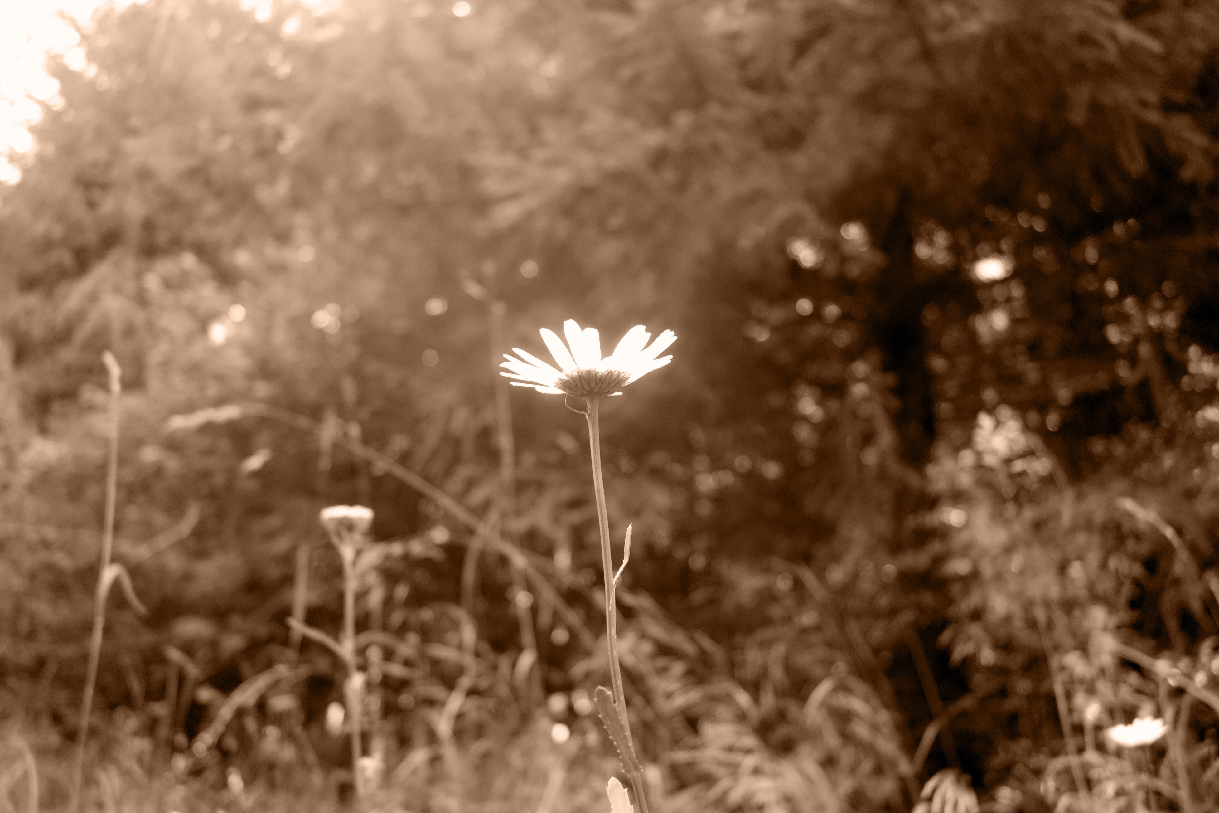 Sepia toned daisy in sunlight with trees HD Wallpaper