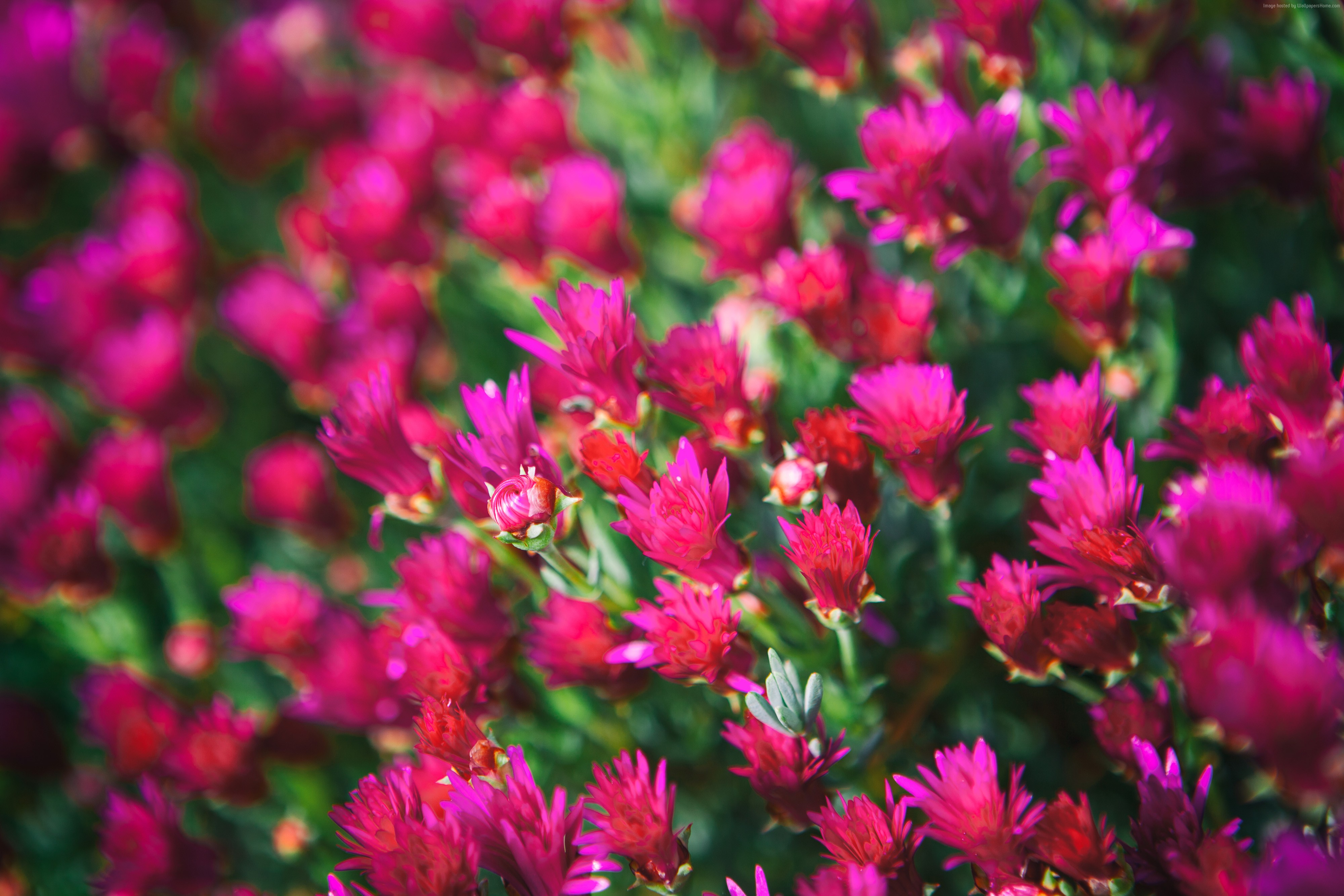 Pink flowers in a meadow, 4K HD Wallpaper