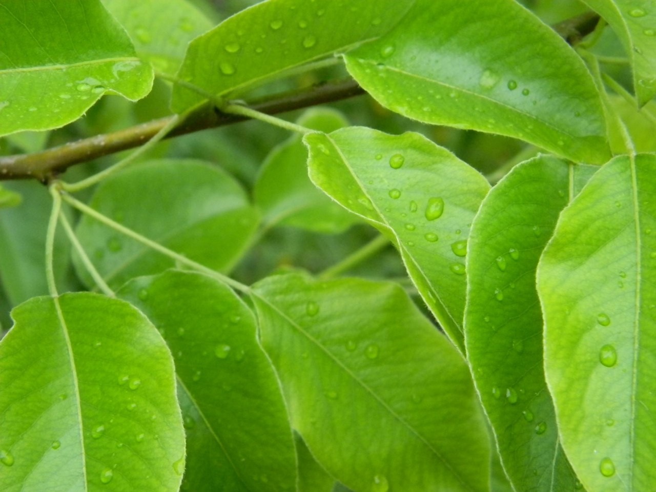 Green leaves with water droplets on a branch HD Wallpaper