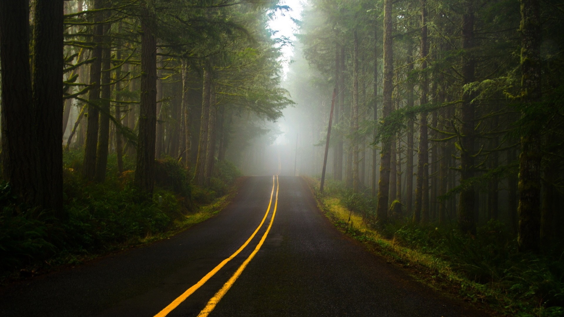 Road through a foggy forest with yellow lines HD Wallpaper