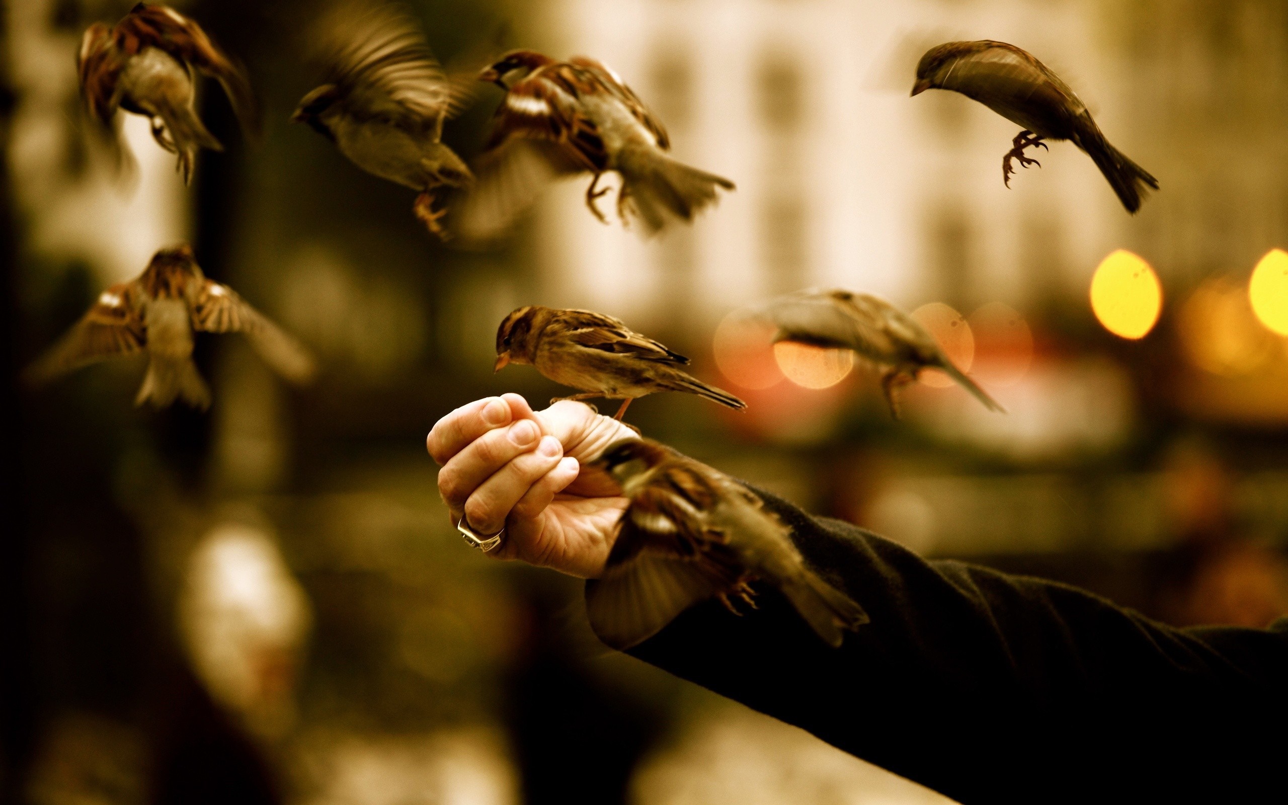Sparrows feeding from a hand HD Wallpaper
