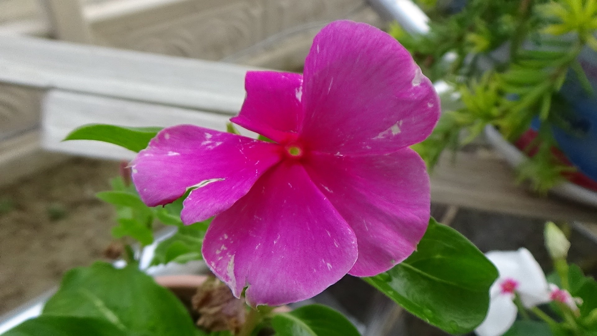 Close-up of a pink periwinkle flower with white spots HD Wallpaper