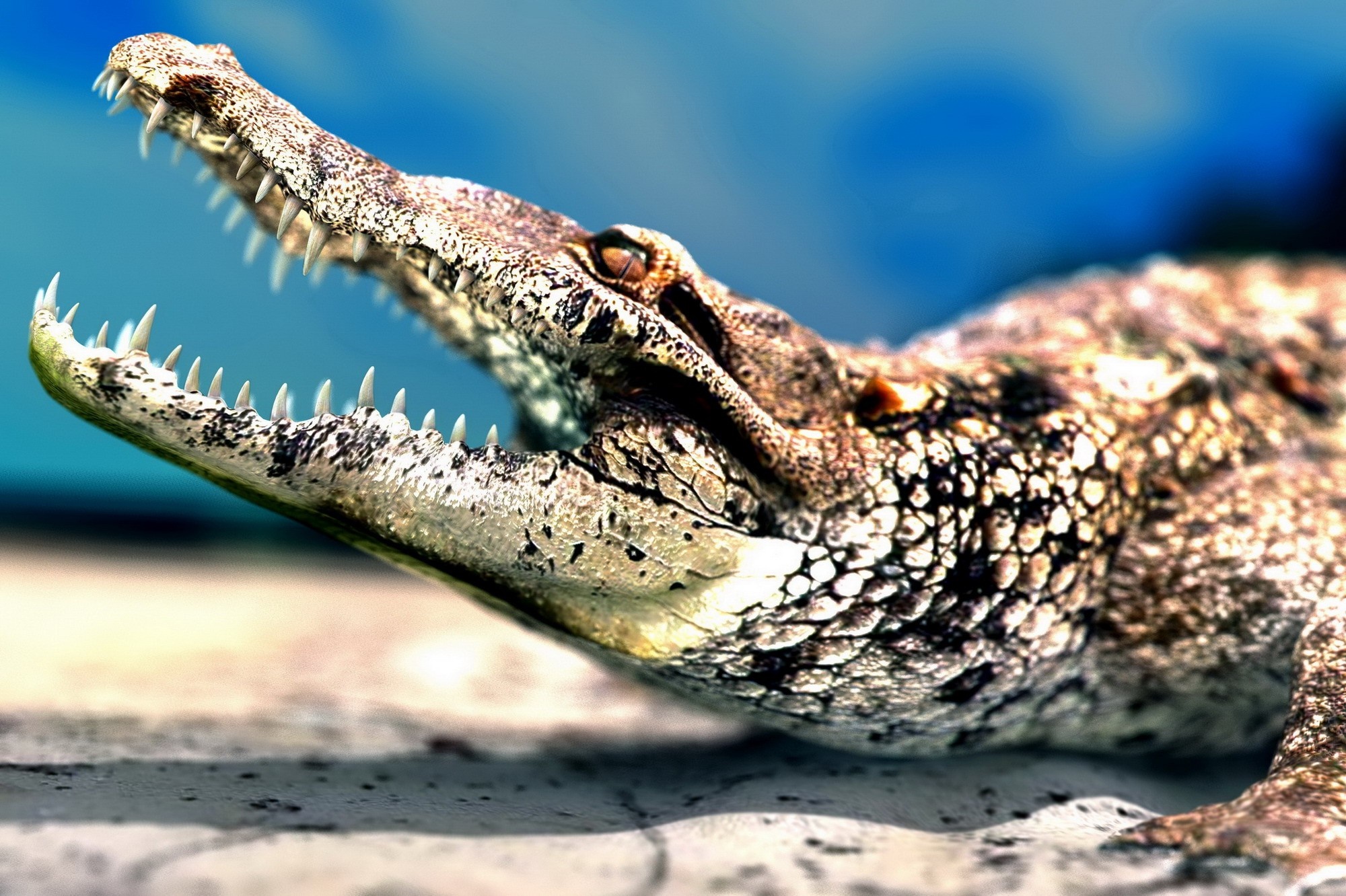 Close up of a crocodile with mouth open HD Wallpaper