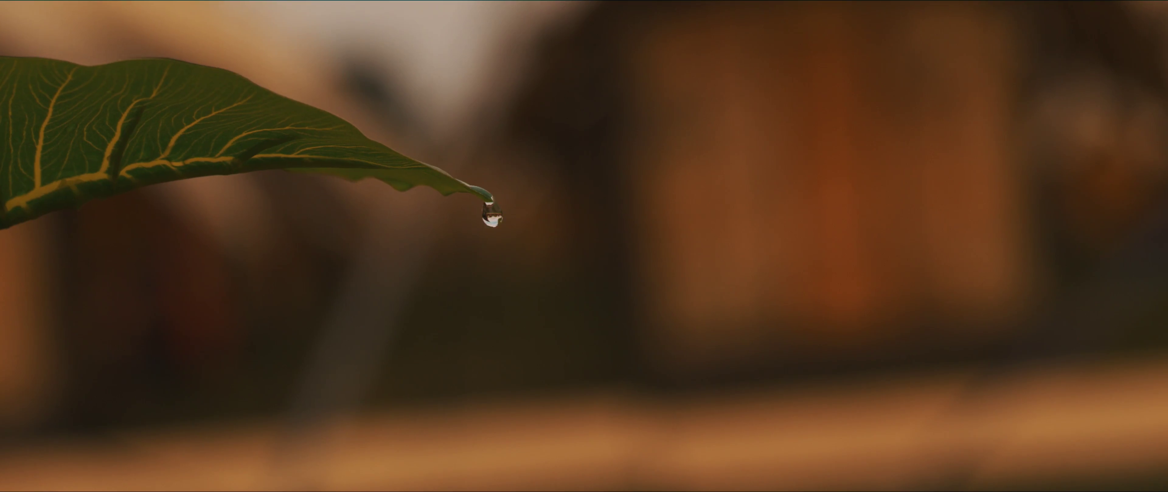 Close up of a leaf with a water droplet HD Wallpaper