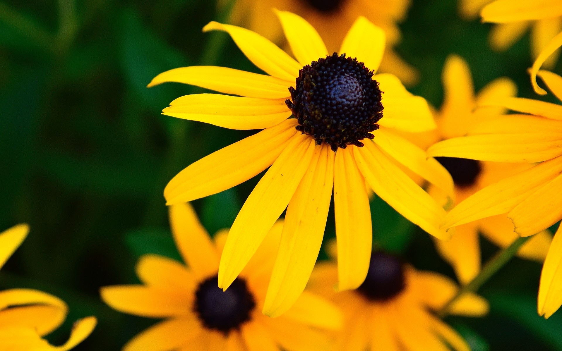Close-up of yellow Black-Eyed Susan flowers HD Wallpaper