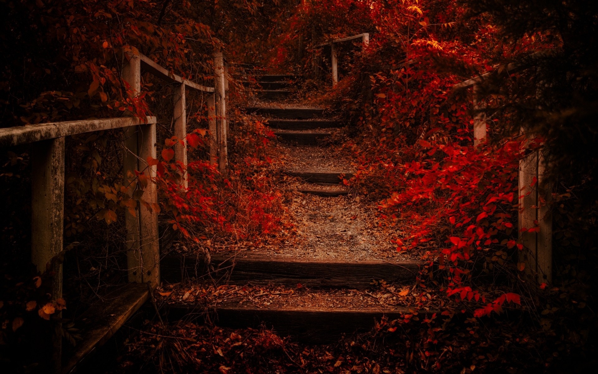 Wooden stairs with red leaves in autumn HD Wallpaper