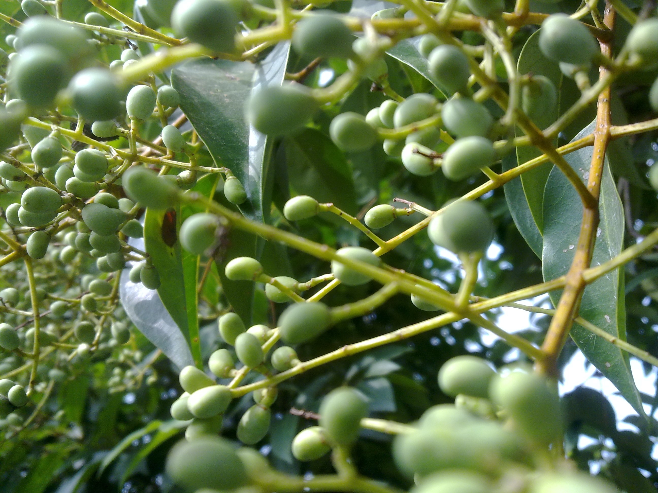 Green unripe fruits on a branch with leaves HD Wallpaper