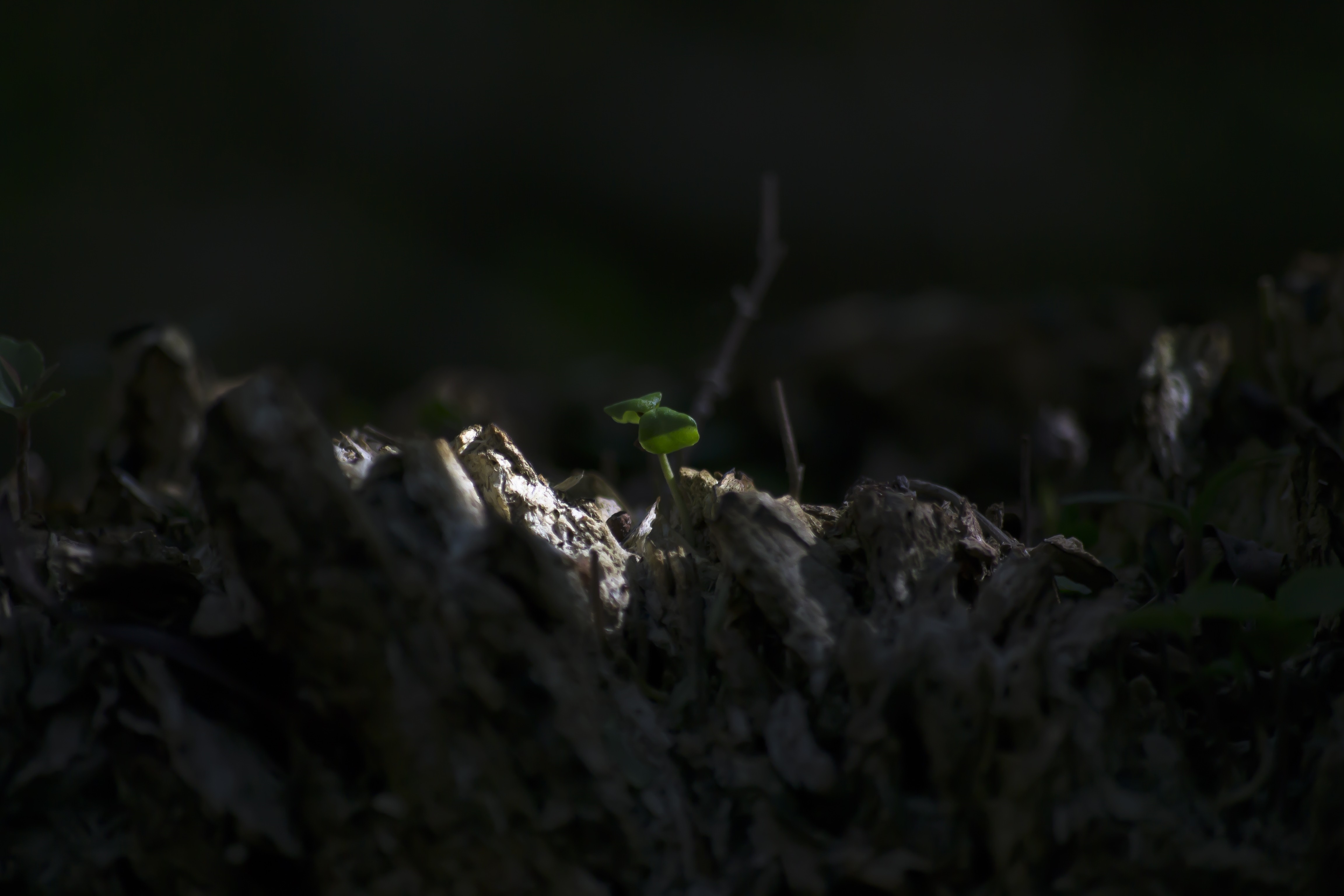 A tiny green sprout emerges from decaying wood HD Wallpaper