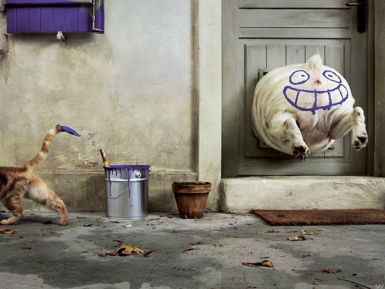 Cat with paint near dog stuck in dog door HD Wallpaper