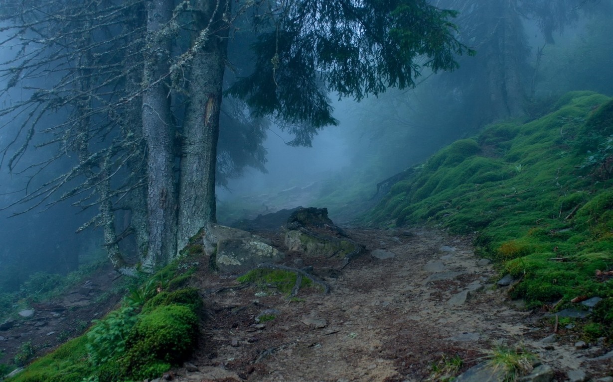 Misty forest path with mossy hills and trees HD Wallpaper