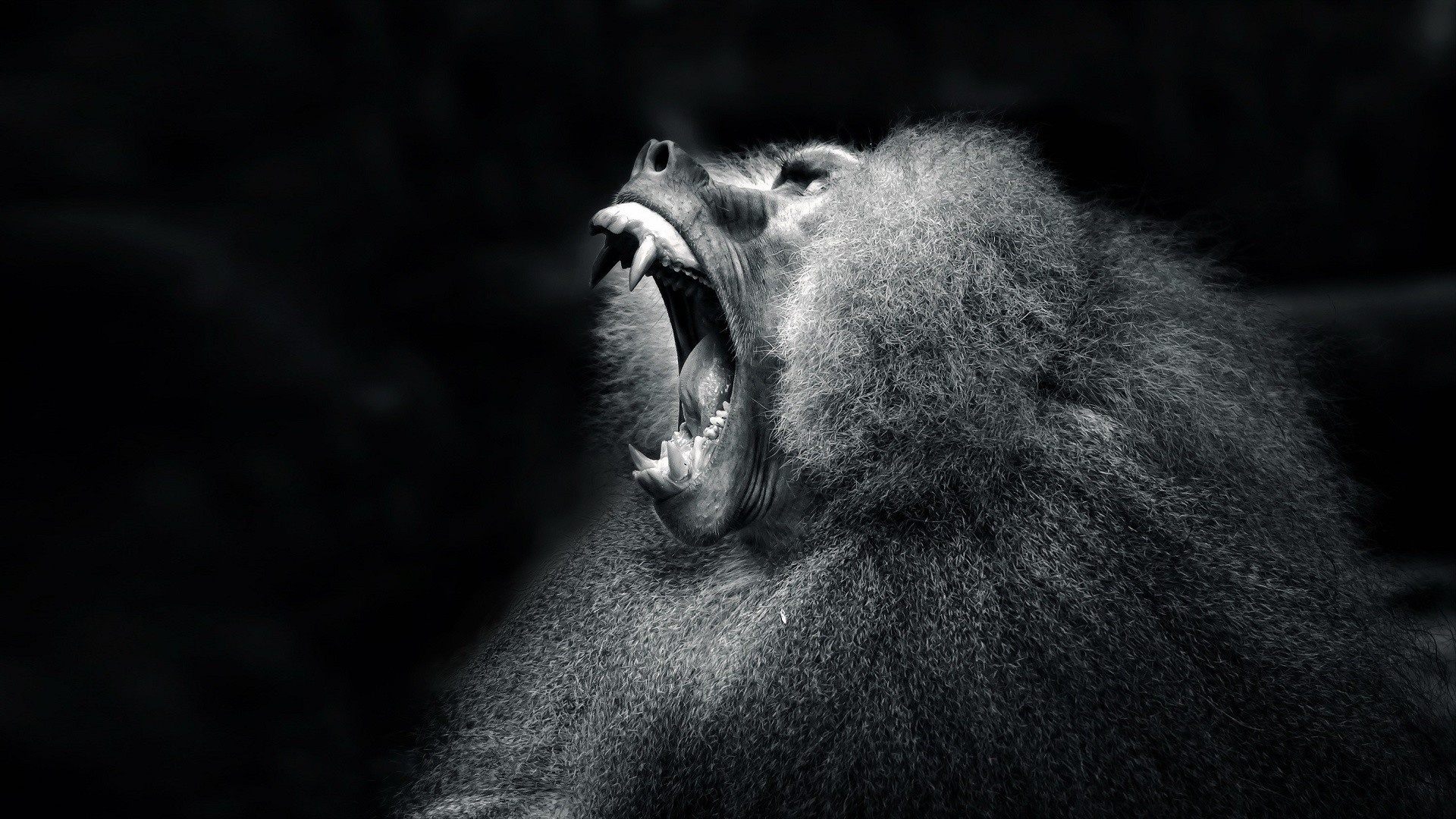Monochrome close-up of a baboon yawning HD Wallpaper