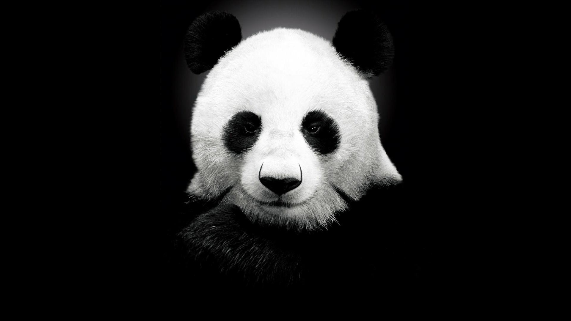 Close-up of a giant panda's face HD Wallpaper