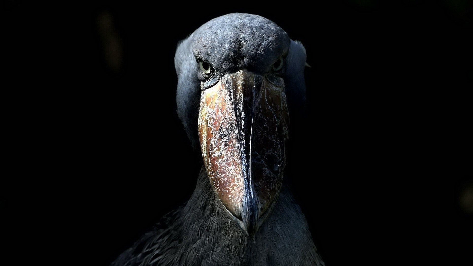 Close up of a Shoebill bird's face HD Wallpaper