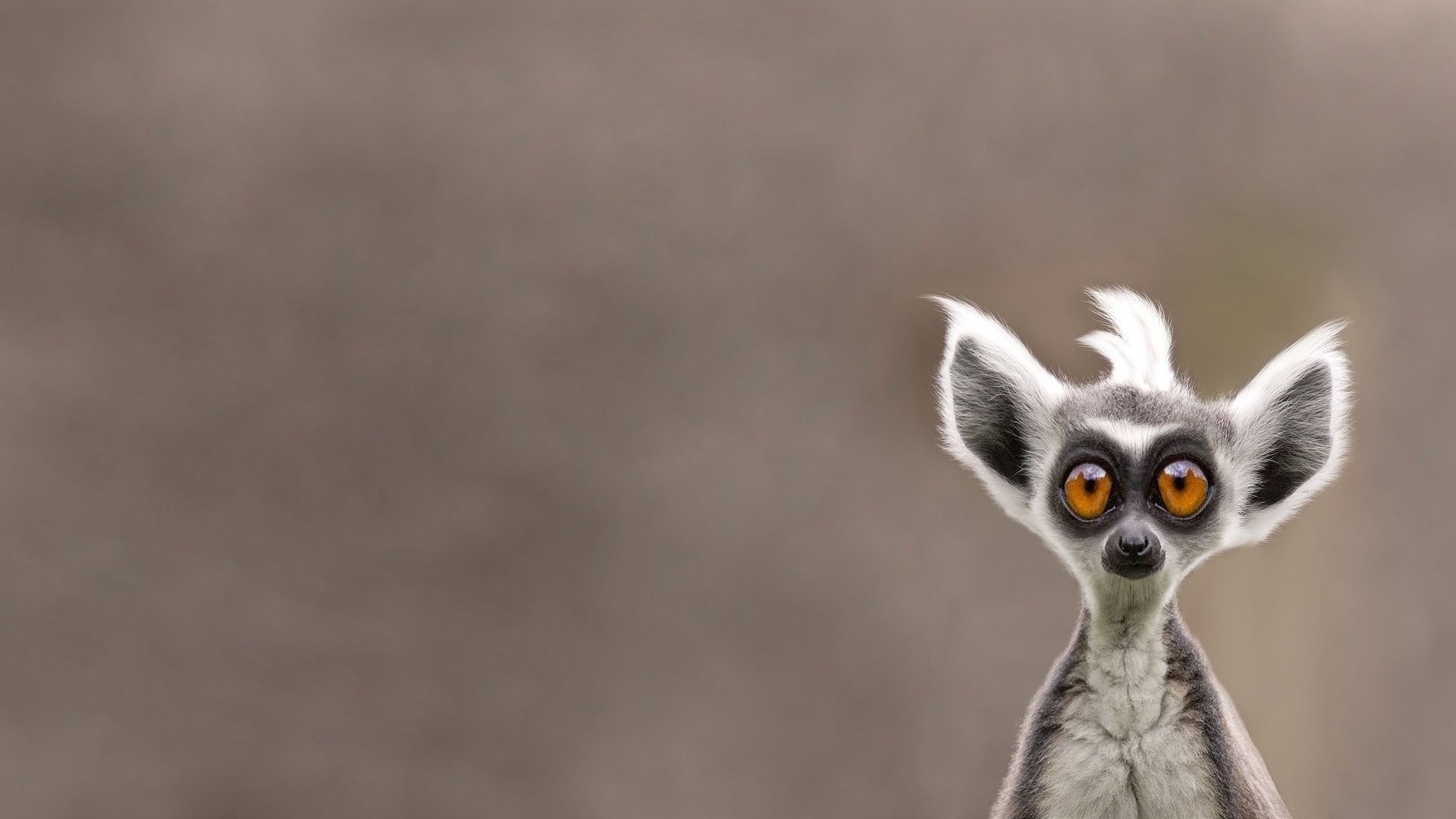 Ring-tailed lemur with large orange eyes HD Wallpaper
