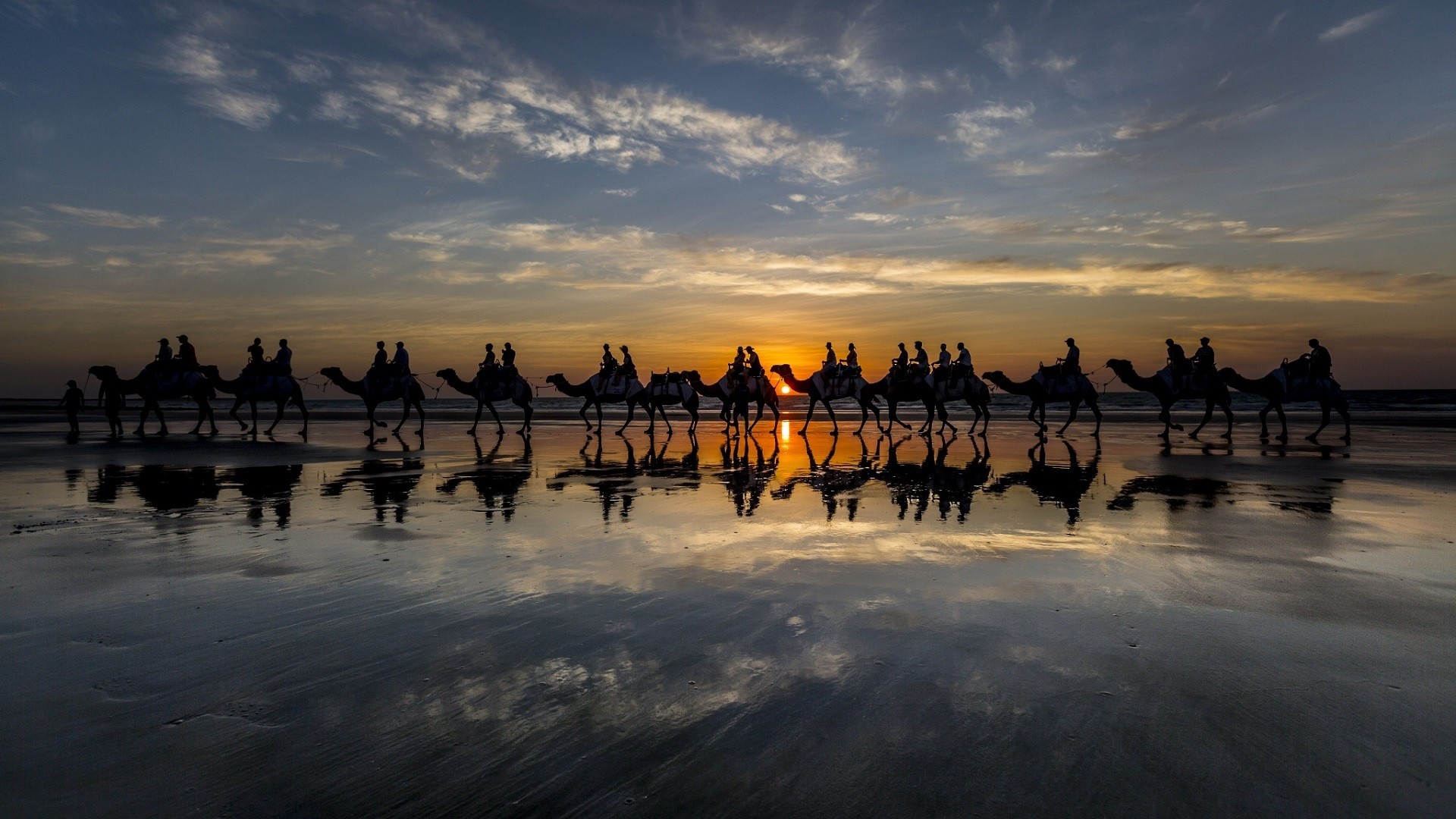 Camels walking on a beach at sunset with reflections HD Wallpaper