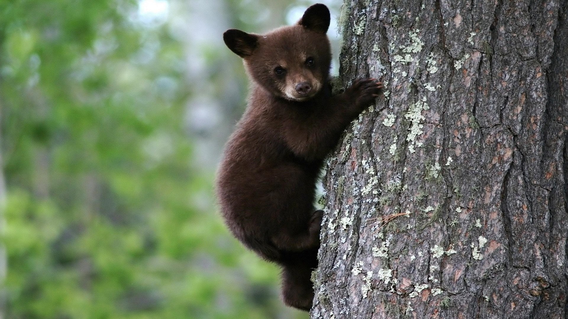 A young bear cub climbs a tree trunk HD Wallpaper