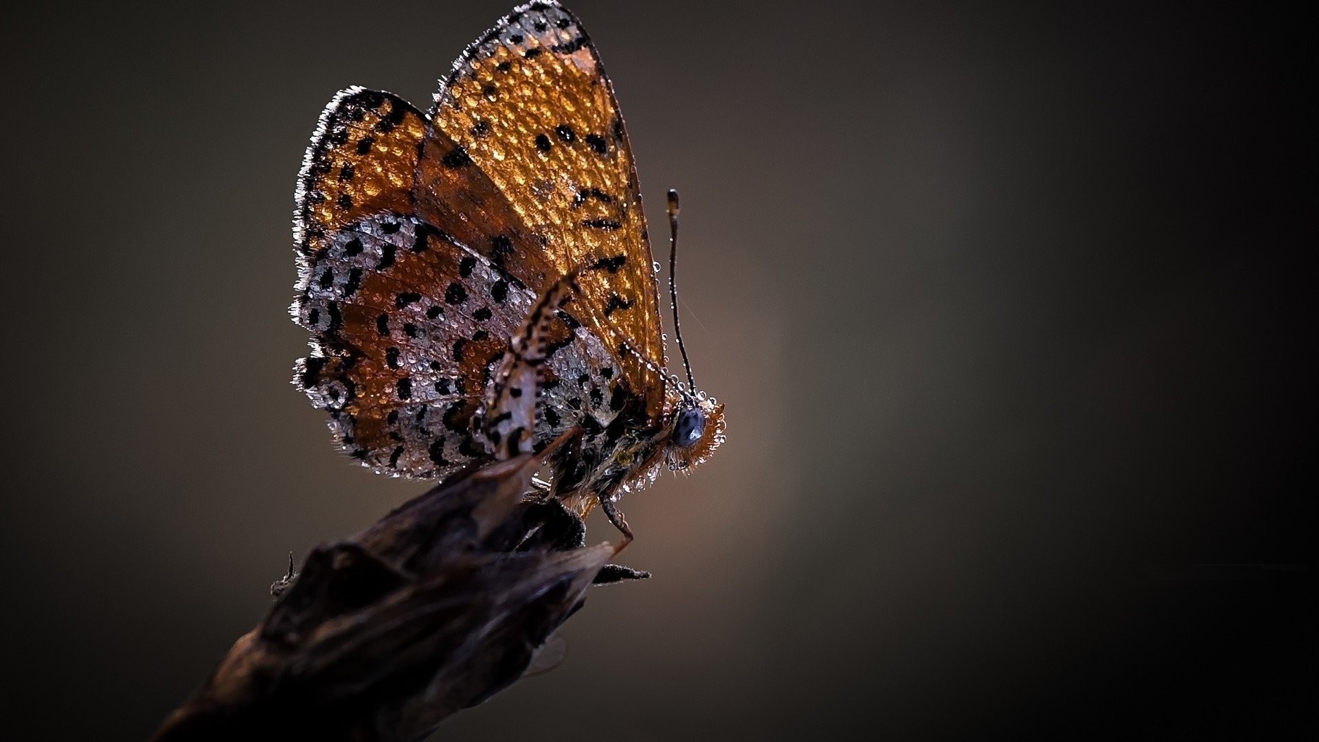 Close-up macro photography of a butterfly with dew drops HD Wallpaper