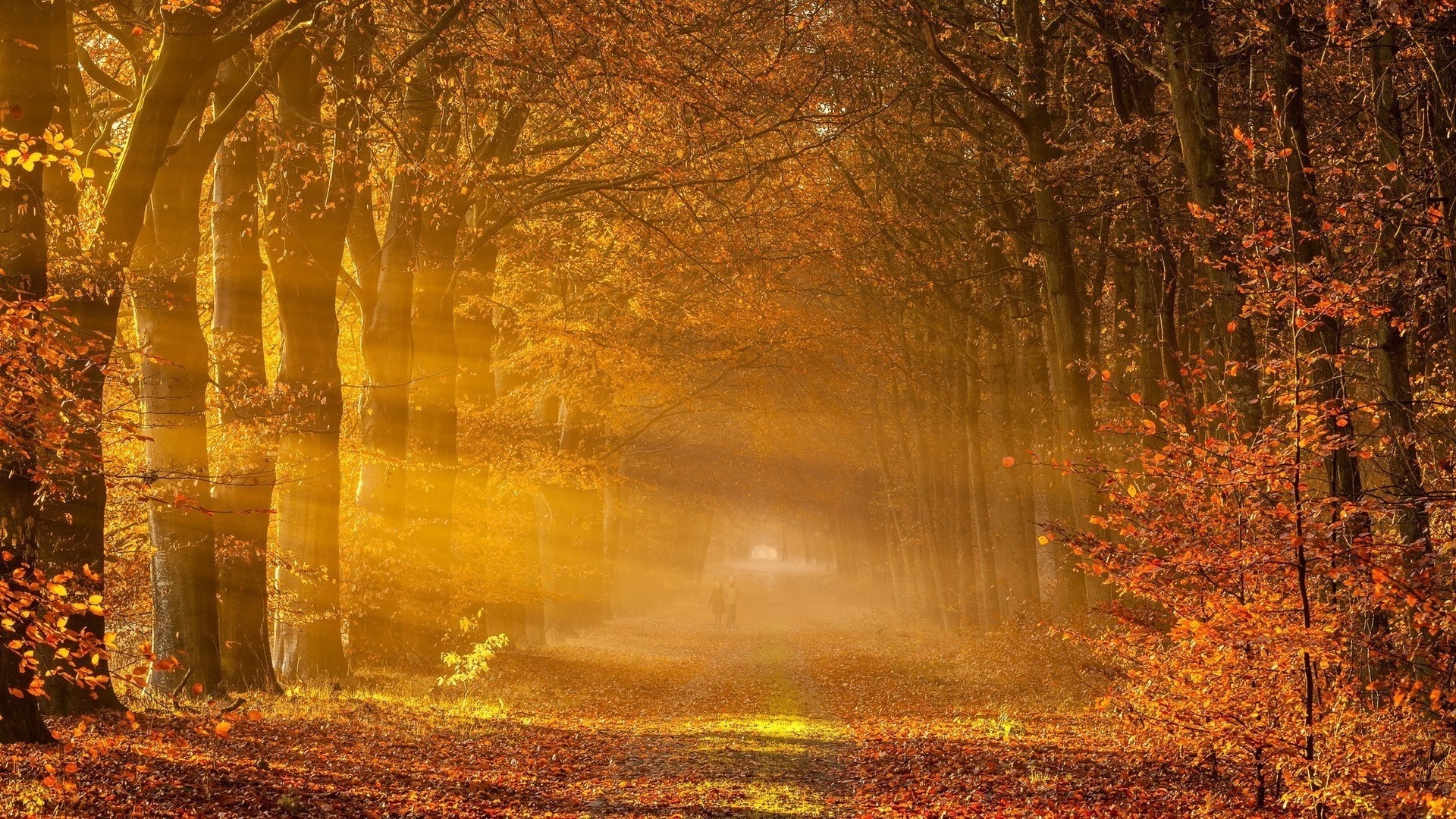 Sunlight filtering through trees in an autumn forest HD Wallpaper