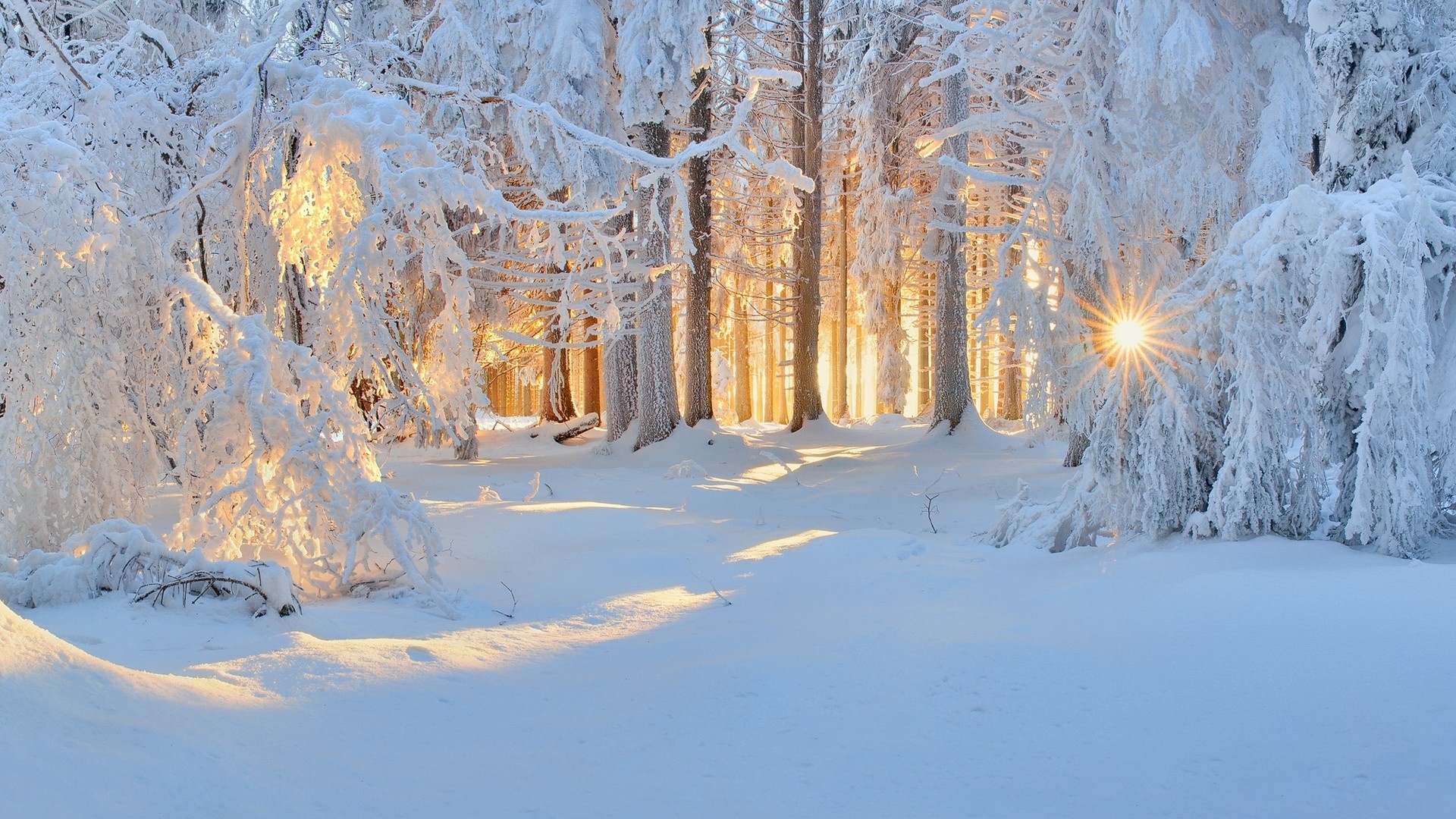 Sunlight filtering through a snow-covered forest in winter HD Wallpaper