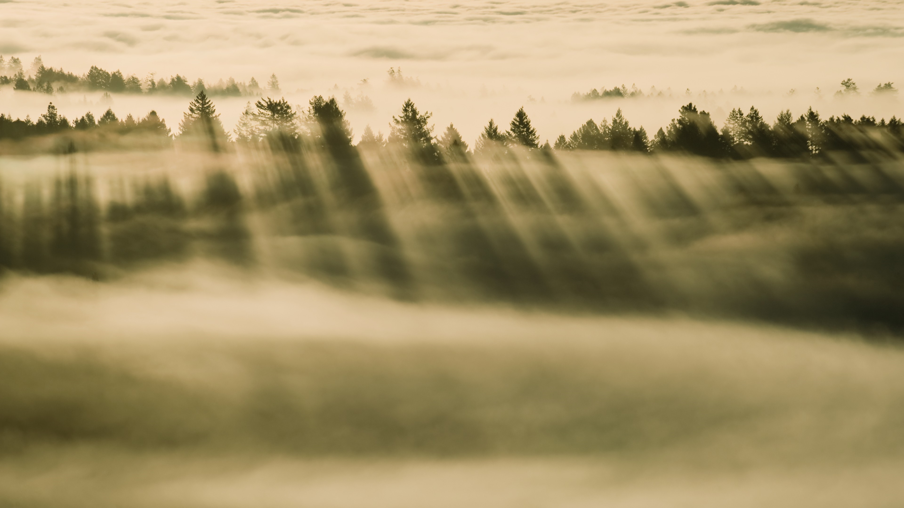 Sunlight beams through trees over a foggy landscape HD Wallpaper