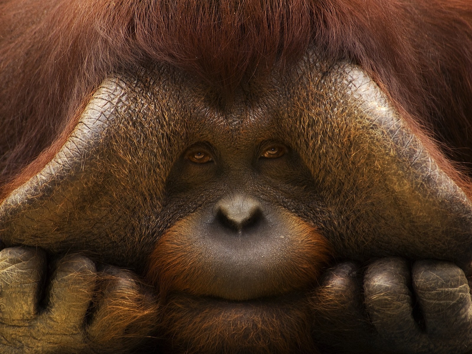 Close up of an orangutan's face HD Wallpaper