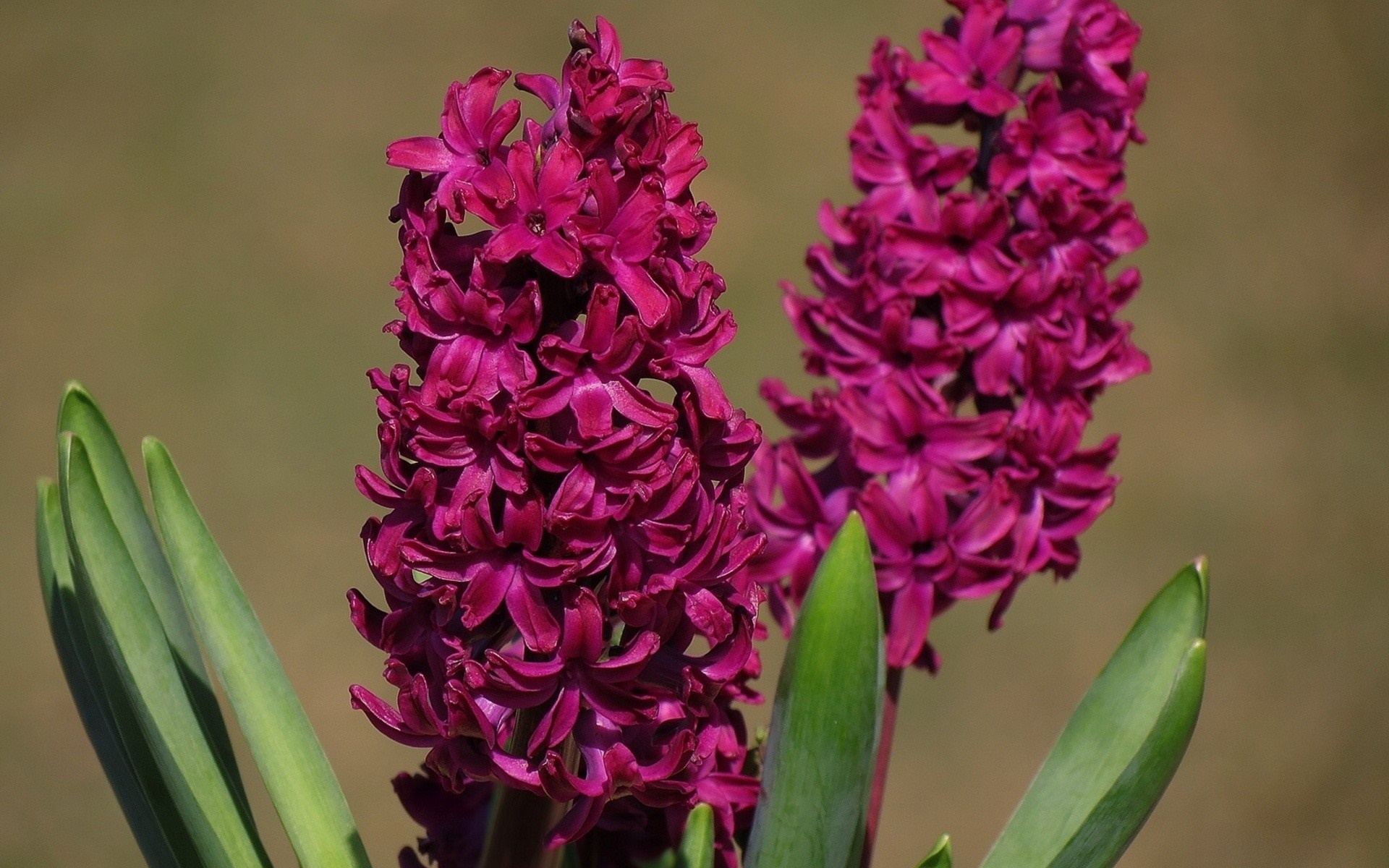 Two purple hyacinth flowers with green leaves HD Wallpaper