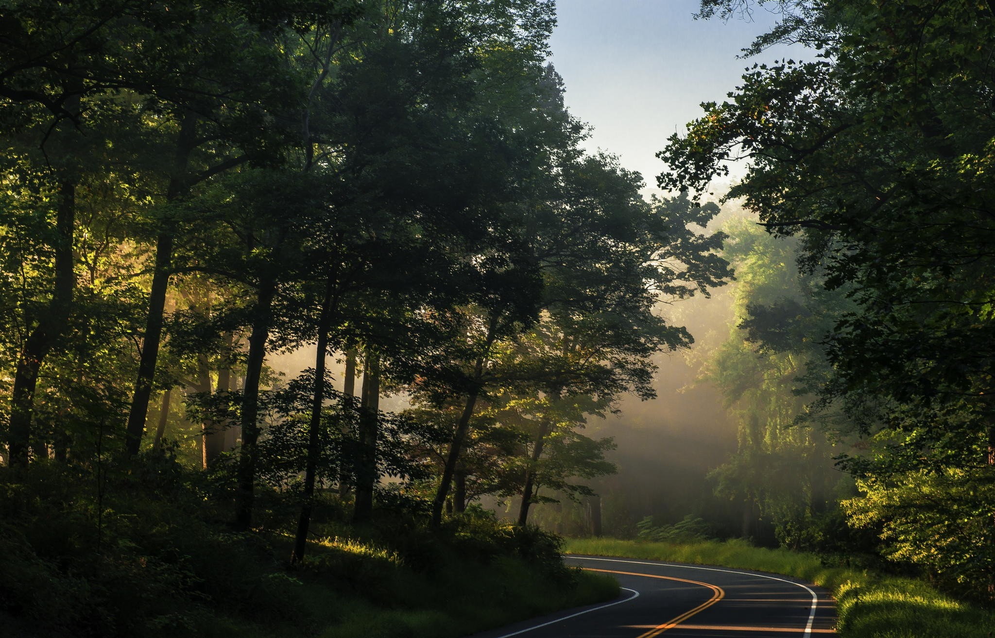 Sunlight filtering through trees onto a winding road in a misty forest HD Wallpaper