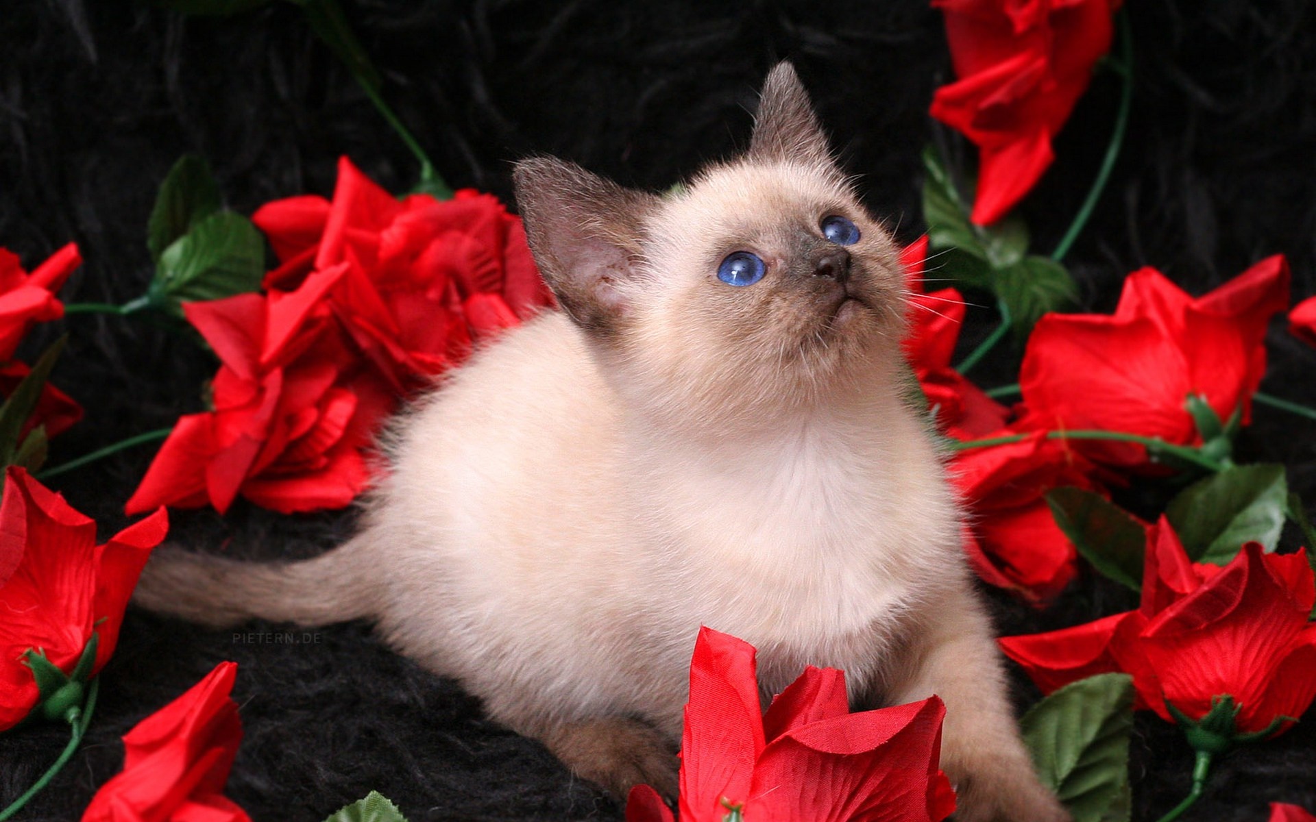 Siamese kitten with blue eyes surrounded by red roses HD Wallpaper