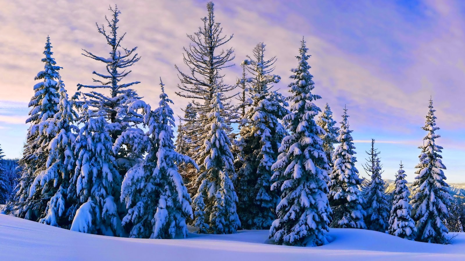 Snow-covered evergreen trees in a winter landscape HD Wallpaper