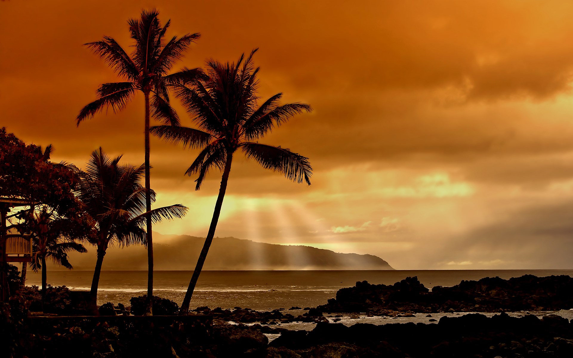 Palm trees on a rocky beach at sunset with sunbeams HD Wallpaper